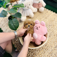 말티푸 - 룬이 (여아)
