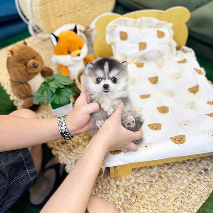 폼스키 - 드림이 (여아)