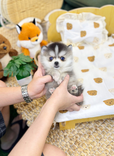 폼스키 - 드림이 (여아)