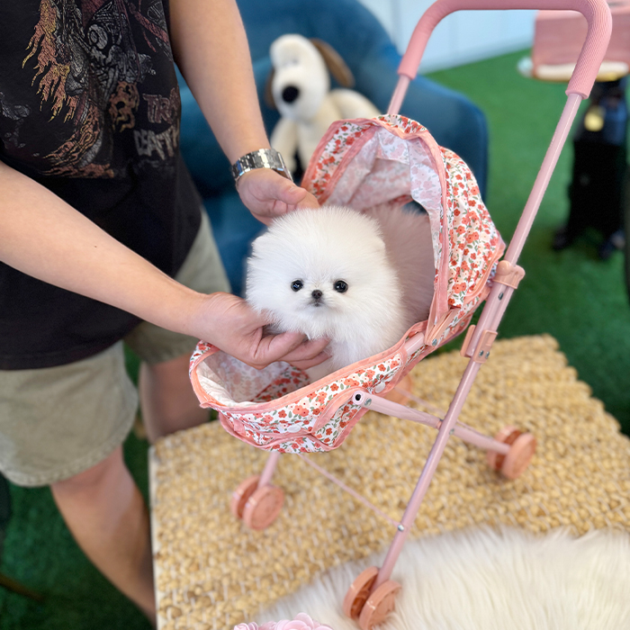 화이트 포메라니안 - 수호 (남아)