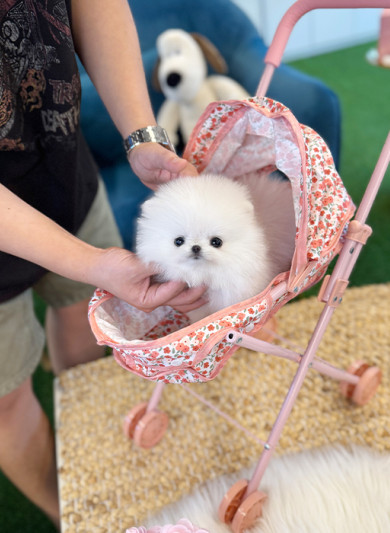 화이트 포메라니안 - 수호 (남아)