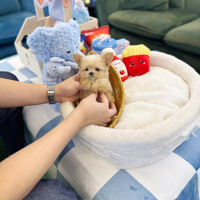 말티푸 - 짜리 (여아)