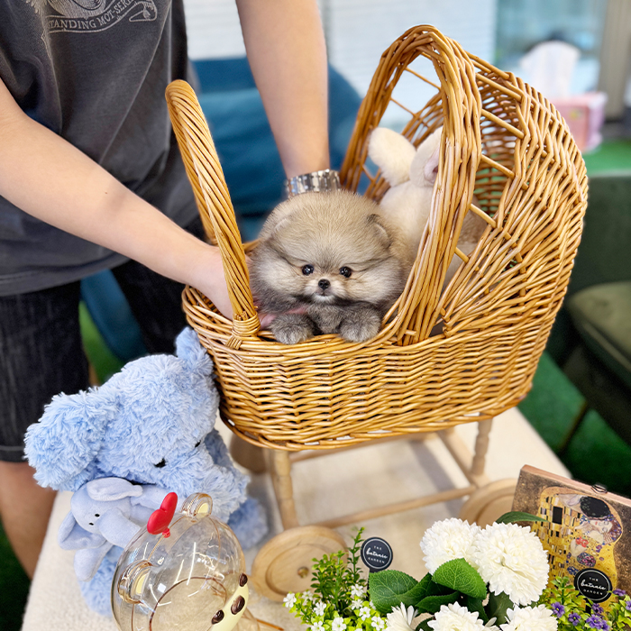 세이블 포메라니안 - 세리 (여아)