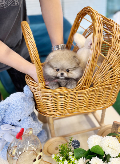 세이블 포메라니안 - 세리 (여아)