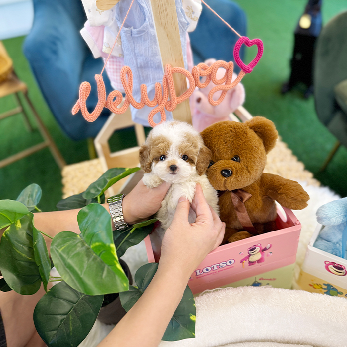 파티 푸들 - 밍밍 (여아)