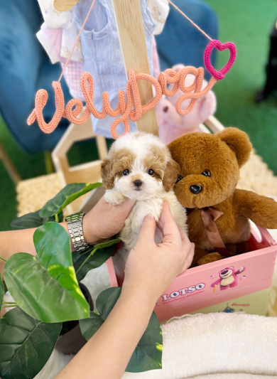 파티 푸들 - 밍밍 (여아)