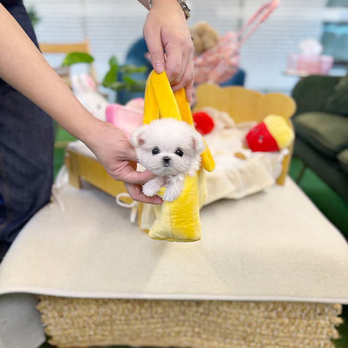 말티즈 - 두콩 (여아)