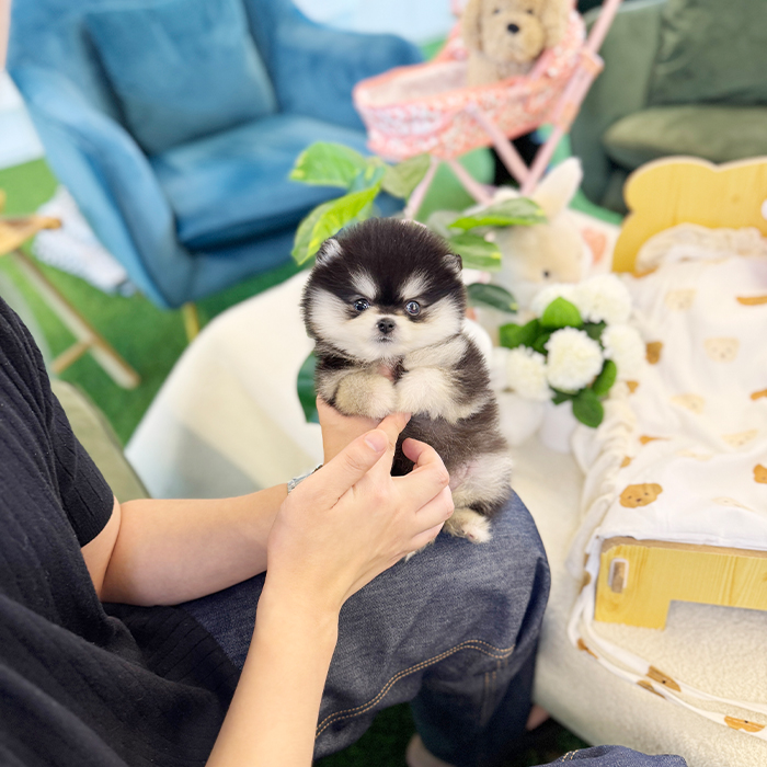 폼스키- 블루 (남아)