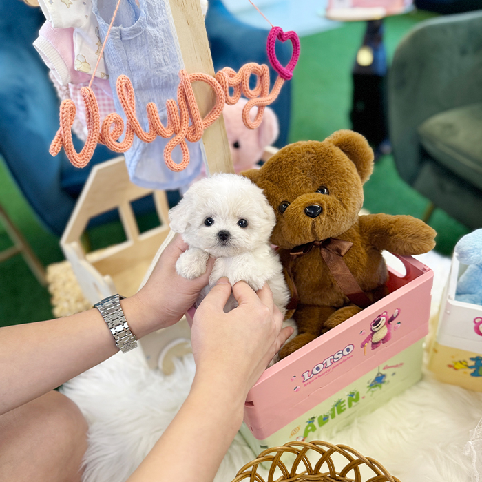 미니 비숑프리제 - 도도 (여아)