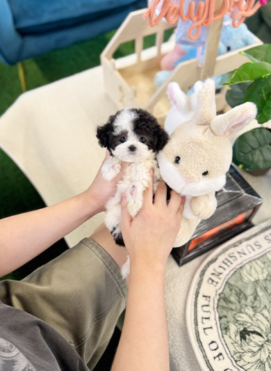 말티푸 - 뚜이 (여아)