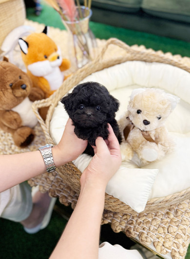 실버 토이푸들 - 레이 (남아)