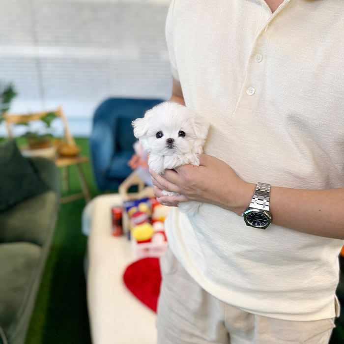 말티즈 - 미코 (남아)