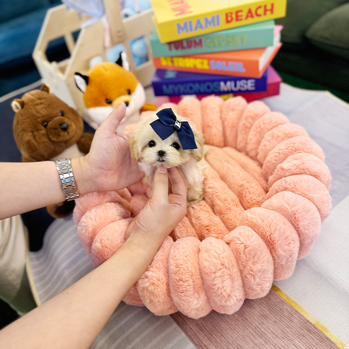 말티푸 - 쭈비 (남아)