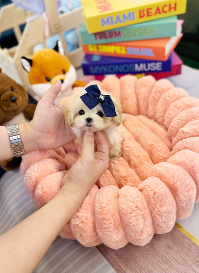 말티푸 - 쭈비 (남아)