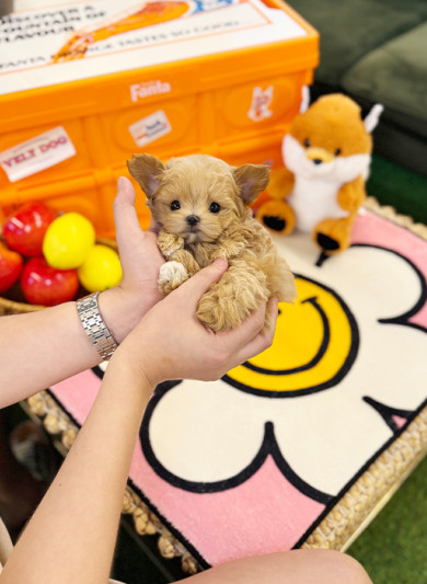 말티푸 - 잔디 (여아)