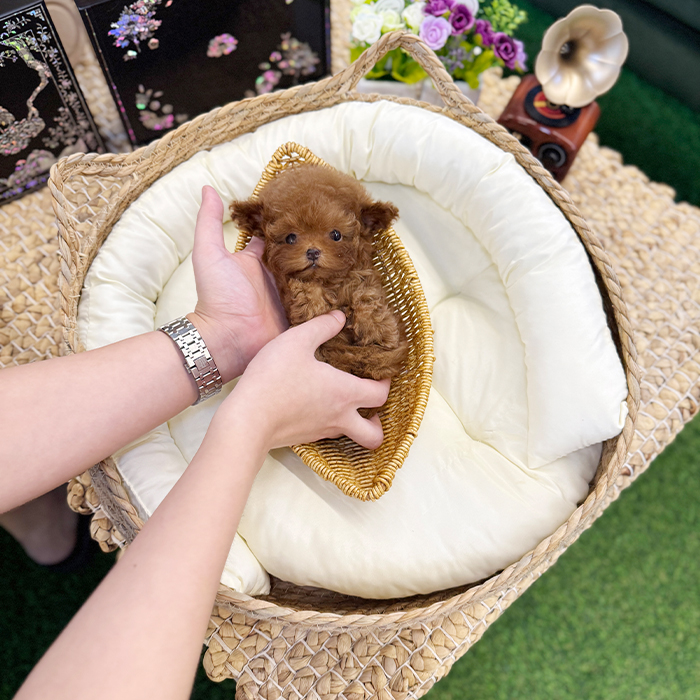 레드 토이푸들 - 점이 (남아)