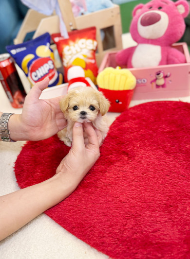 말티푸 - 코크 (여아)