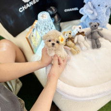 말티푸 - 피치 (여아)