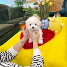 꼬똥 드 툴레아 - 레아 (여아)