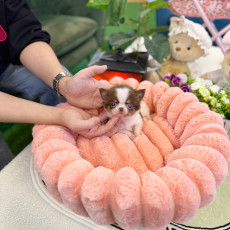 초코탄 장모치와와 - 우유 (남아)