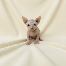 스핑크스 - 품바 (여아)