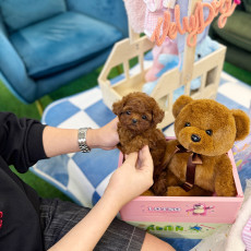 레드 토이푸들 - 낭만 (여아)