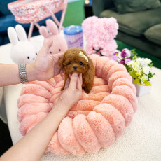 레드 토이푸들 - 버디 (남아)