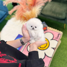 포메라니안 - 라니 (여아)