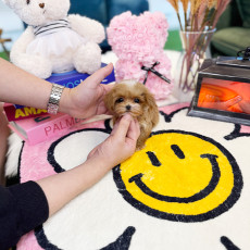 말티푸 - 루리 (여아)