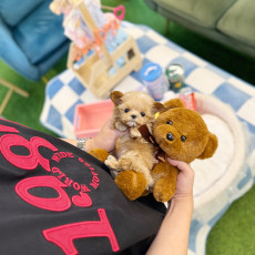 말티푸 - 베이 (여아)