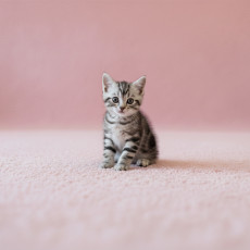 아메리칸 숏헤어 - 레오 (남아)