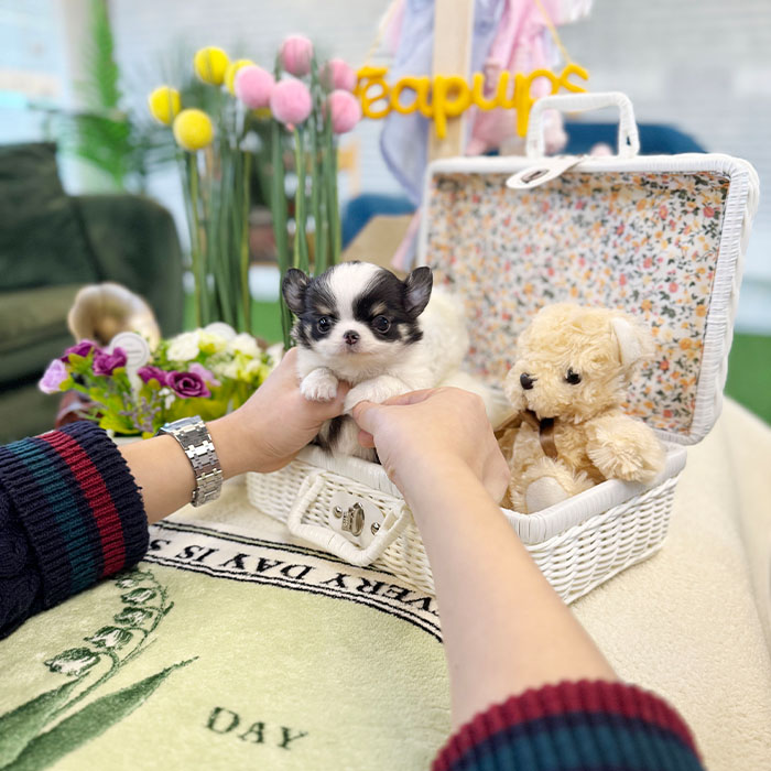 장모치와와 - 요아 (남아)