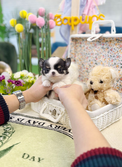 장모치와와 - 요아 (남아)