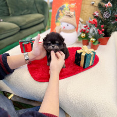 말티폼 - 연탄이 (남아)