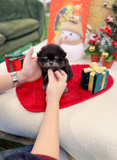 말티폼 - 연탄이 (남아)