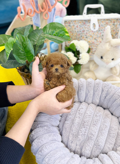 레드 토이푸들 - 핑크 (여아)