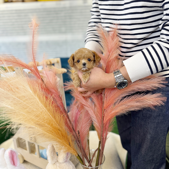 말티푸 - 콩지 (여아)