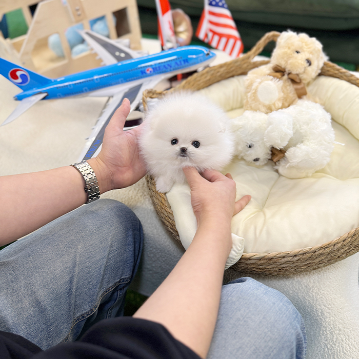 포메라니안 - 다미 (남아)