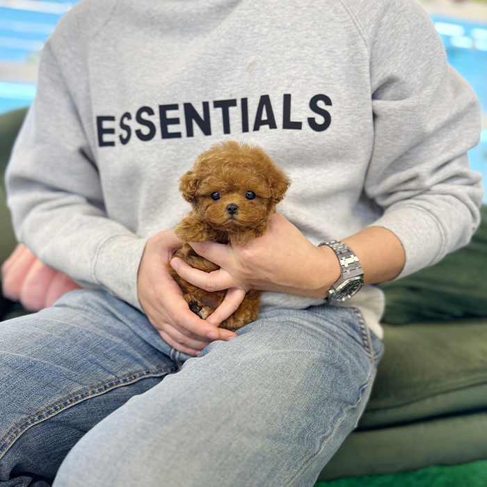 레드 토이 푸들 - 라키 (여아)