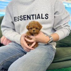 레드 토이 푸들 - 라키 (여아)