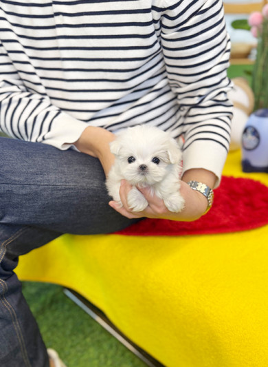 말티즈 - 시코 (여아)