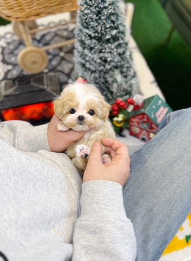 말티푸 - 라희 (여아)