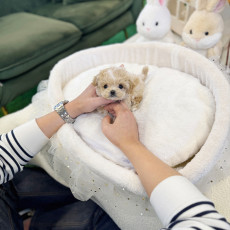 말티푸 - 키쥬 (남아)