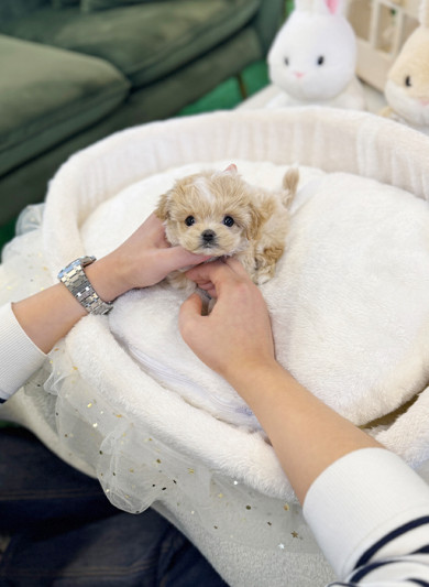 말티푸 - 키쥬 (남아)