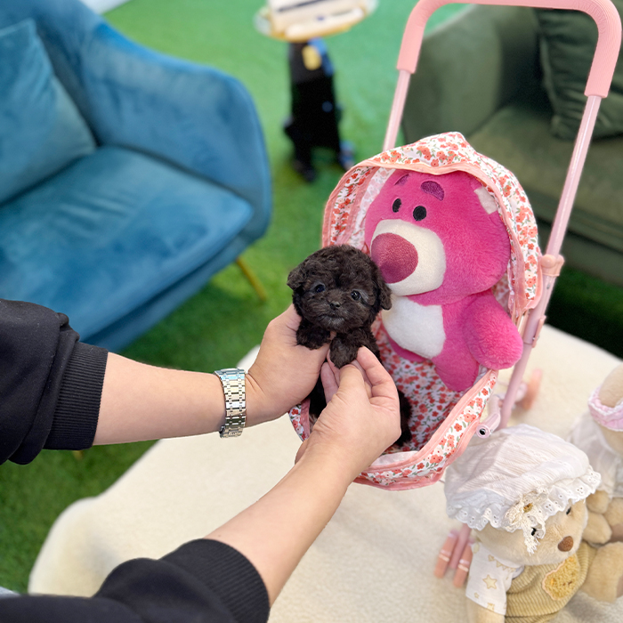 실버 토이 푸들 - 해수 (남아)