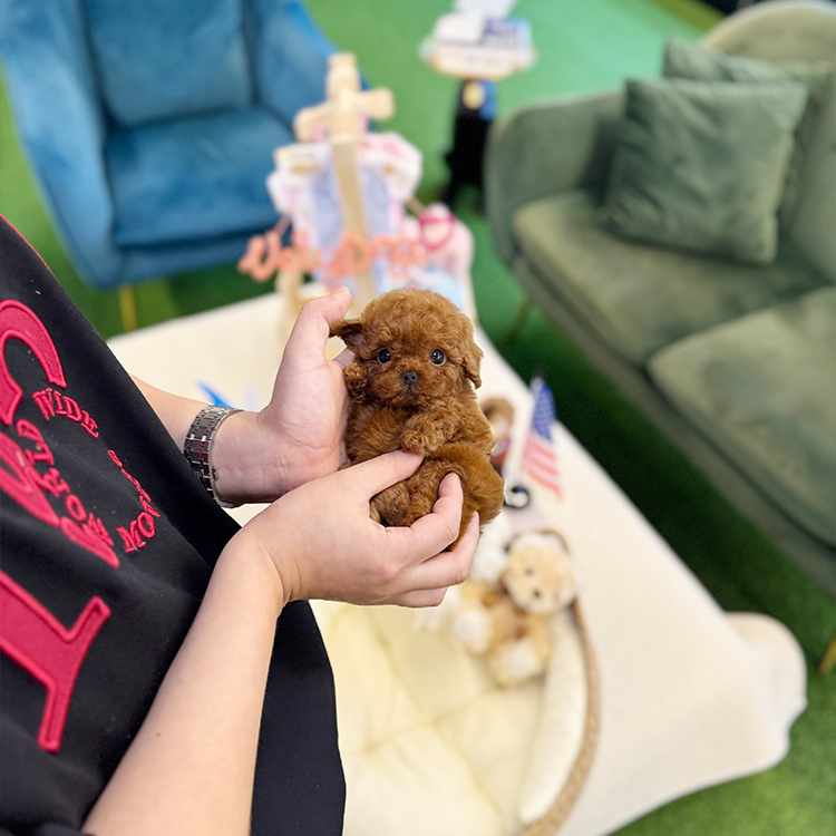 레드 토이 푸들 - 비도 (여아)