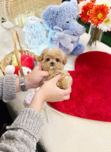 말티푸 - 피니 (여아)