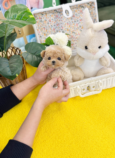 말티푸 - 웅이 (남아)