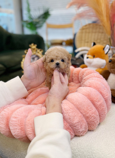 말티푸 - 밀로 (여아)