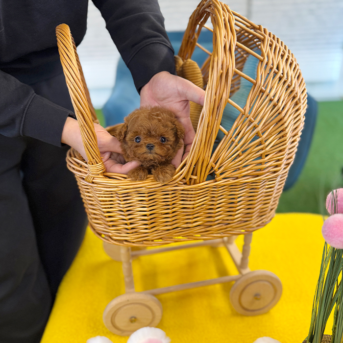 레드 토이 푸들 - 아치 (여아)